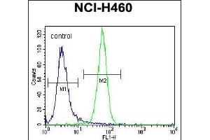 NRAS Antibody (N-term) (ABIN392152 and ABIN2841877) flow cytometric analysis of NCI- cells (right histogram) compared to a negative control cell (left histogram). (GTPase NRas Antikörper  (N-Term))