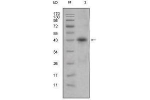 Western blot analysis using APOL1 mouse mAb against human plasma (1). (APOL1 Antikörper)