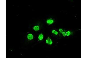 Anti-MAPK1 mouse monoclonal antibody (ABIN2452333) immunofluorescent staining of COS7 cells transiently transfected by pCMV6-ENTRY MAPK1 (RC204703). (ERK2 Antikörper)