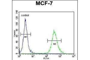 CYB561D1 Antibody (C-term) (ABIN654999 and ABIN2844633) flow cytometric analysis of MCF-7 cells (right histogram) compared to a negative control cell (left histogram). (CYB561D1 Antikörper  (C-Term))