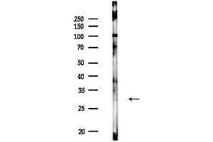 anti-Coenzyme Q4 Homolog (COQ4) (Internal Region) antibody