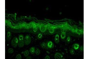 Immunohistochemistry analysis using Rabbit Anti-Rab5 Polyclonal Antibody . (RAB5 Antikörper  (Atto 594))
