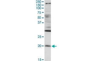 Western Blotting (WB) image for anti-Regulator of G-Protein Signaling 5 (RGS5) (AA 1-181) antibody (ABIN521938)