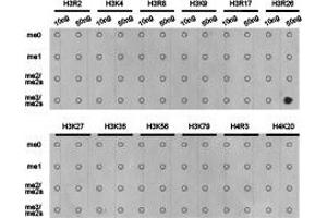 Dot-blot analysis of all sorts of methylation peptides using H3R26me2s antibody. (Histone 3 Antikörper  (H3R26me2s))