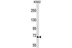 ARHGEF6 Antibody (C-term) western blot analysis in K562 cell line lysates (35µg/lane). (ARHGEF6 Antikörper  (C-Term))