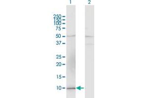 Western Blot analysis of CCL15 expression in transfected 293T cell line by CCL15 MaxPab polyclonal antibody. (CCL15 Antikörper  (AA 1-113))