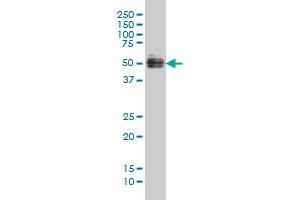 Western Blotting (WB) image for anti-GATA Binding Protein 2 (GATA2) (AA 1-102) antibody (ABIN561002)