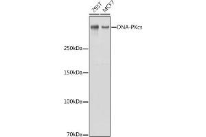 Western blot analysis of extracts of various cell lines, using DNA-PKcs antibody (ABIN1513422, ABIN3021956 and ABIN3021957) at 1:1000 dilution.