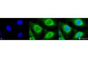 Immunocytochemistry/Immunofluorescence analysis using Rabbit Anti-GRP94 Polyclonal Antibody . (GRP94 Antikörper  (C-Term) (APC))