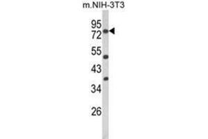 Western blot analysis of PRKCA Antibody (N-term) in NIH-3T3 cell line lysates (35ug/lane). (PKC alpha Antikörper  (N-Term))