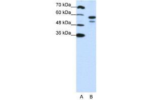 WB Suggested Anti-U2AF2  Antibody Titration: 1. (U2AF2 Antikörper  (N-Term))