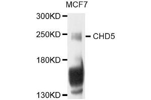 Western blot analysis of extracts of MCF-7 cells, using CHD5 antibody (ABIN5996421) at 1/1000 dilution. (CHD5 Antikörper)