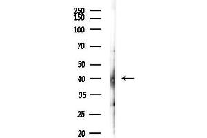 anti-CAMP Responsive Element Binding Protein 3-Like 4 (CREB3L4) (Internal Region) antibody