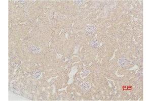 Immunohistochemistry (IHC) analysis of paraffin-embedded Mouse Kidney Tissue using SOD2 Polyclonal Antibody. (SOD2 Antikörper)