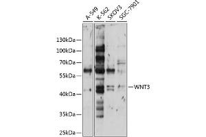 Western blot analysis of extracts of various cell lines, using WNT3 antibody (ABIN6130795, ABIN6150242, ABIN6150243 and ABIN6224981) at 1:1000 dilution. (WNT3 Antikörper  (AA 166-355))