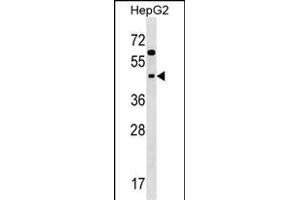 SIGLEC9 Antibody (N-term) (ABIN1538952 and ABIN2848587) western blot analysis in HepG2 cell line lysates (35 μg/lane). (SIGLEC9 Antikörper  (N-Term))