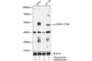 Western blot analysis of extracts of HeLa and HT-29 cells, using Phospho-AURKA-T288 antibody (ABIN6135188, ABIN6136022, ABIN6136023 and ABIN6225553) at 1:1000 dilution. (Aurora A Antikörper  (pThr288))