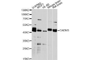 Western blot analysis of extracts of various cell lines, using CADM3 antibody (ABIN1876182) at 1:2000 dilution. (CADM3 Antikörper)