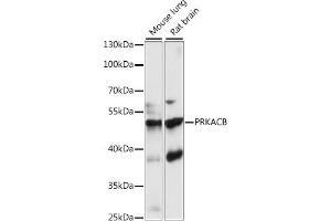 Western blot analysis of extracts of various cell lines, using PRKACB antibody (ABIN7269658) at 1:1000 dilution. (PRKACB Antikörper  (AA 1-351))
