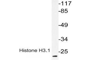Western blot (WB) analysis of p-Histone H3. (Histone H3.1 Antikörper  (pSer28))