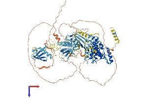 PKC mu Protein (AA 1-918) (His tag)