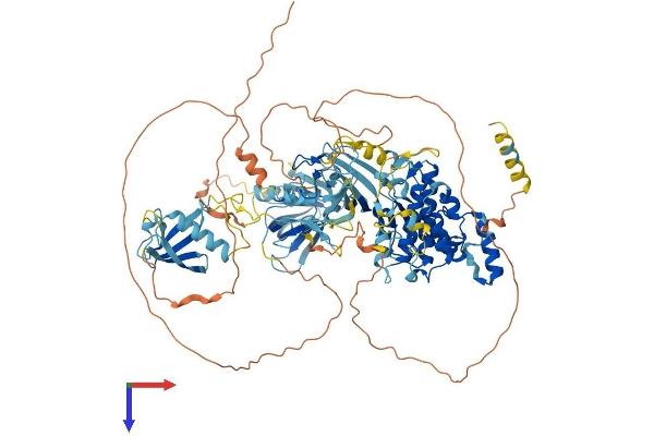 PKC mu Protein (AA 1-918) (His tag)