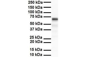 WB Suggested Anti-SLC5A5 antibody Titration: 1 ug/mL Sample Type: Human liver
