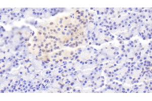 Immunohistochemistry (IHC) image for anti-Interleukin 1 Receptor Antagonist (IL1RN) (AA 26-177) antibody (ABIN7431371)