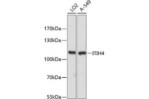 Western blot analysis of extracts of various cell lines, using ITIH4 antibody (ABIN6129776, ABIN6142597, ABIN6142598 and ABIN6216565) at 1:3000 dilution. (ITIH4 Antikörper  (AA 689-930))
