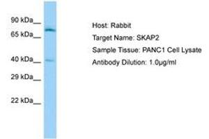 Image no. 1 for anti-Src Kinase Associated Phosphoprotein 2 (SKAP2) (AA 135-184) antibody (ABIN6750138) (SKAP2 Antikörper  (AA 135-184))