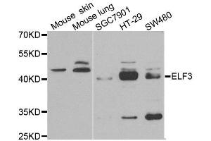 Western blot analysis of extracts of various cell lines, using ELF3 antibody. (ELF3 Antikörper)