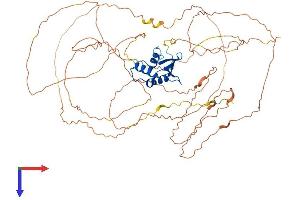Elf4 Protein (AA 1-655) (His tag)