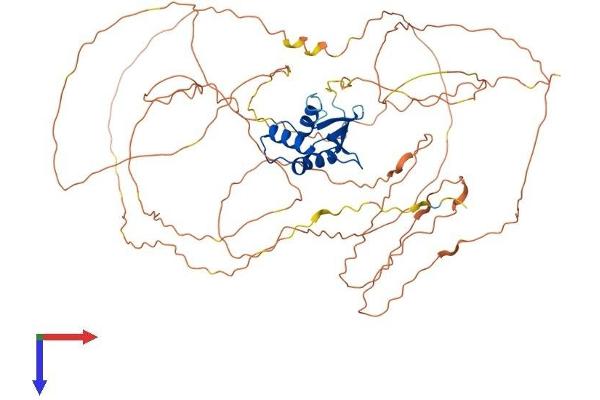 Elf4 Protein (AA 1-655) (His tag)