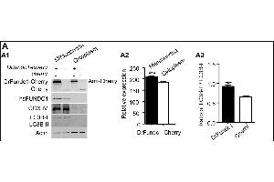 DrFundc1 reduced cell viability while inducing autophagy and apoptosis in transgenic 293T cells. (FUNDC1 Antikörper  (AA 51-150))