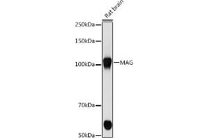 Western blot analysis of extracts of Rat brain cells, using MAG antibody (ABIN7268718) at 1:500 dilution. (MAG Antikörper)