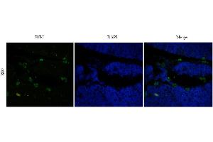 Immunofluorescent staining of rat thymus using anti-CD52 antibody  Formaldehyde-fixed rat thymus slices were stained with  at 5 µg/ml and detected with a FITC-conjugated secondary antibody.