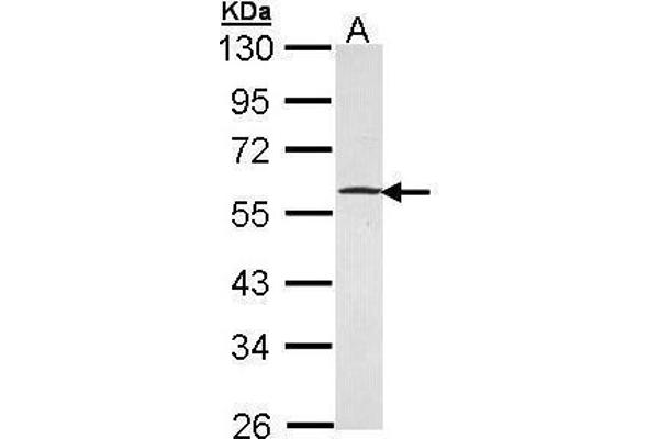 GABPB1 Antikörper  (Center)