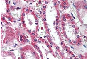 Human Kidney (formalin-fixed, paraffin-embedded) stained with SIRT5 antibody ABIN290374 at 5 ug/ml followed by biotinylated goat anti-rabbit IgG secondary antibody ABIN481713, alkaline phosphatase-streptavidin and chromogen. (SIRT5 Antikörper  (AA 30-46))