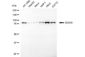 Western blotting analysis using DDX50 antibody (ABIN7798289).