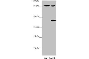 SPICE1 抗体  (AA 1-220)