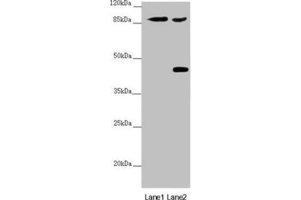 SPICE1 Antikörper  (AA 1-220)