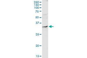 QPRT MaxPab rabbit polyclonal antibody. (QPRT Antikörper  (AA 1-297))