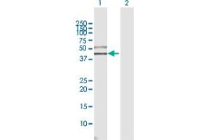Western Blot analysis of SIGIRR expression in transfected 293T cell line by SIGIRR MaxPab polyclonal antibody.