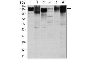 Image no. 5 for anti-Integrin beta 1 (ITGB1) antibody (ABIN1498894) (ITGB1 Antikörper)