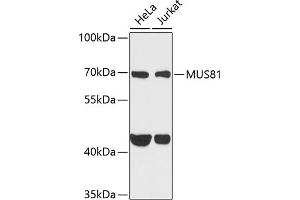 Western blot analysis of extracts of various cell lines, using MUS81 antibody (ABIN6132372, ABIN6144202, ABIN6144203 and ABIN6222560) at 1:1000 dilution. (MUS81 Antikörper  (AA 1-350))