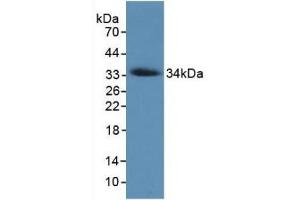 Western Blotting (WB) image for anti-Collagen, Type VII, alpha 1 (COL7A1) (AA 190-472) antibody (ABIN7428440)