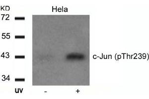 Western blot analysis of extracts from Hela cells untreated or treated with UV using c-Jun(Phospho-Thr239) Antibody. (C-JUN Antikörper  (pThr239))