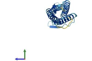 Protein Structure (PS) image for Lens Intrinsic Membrane Protein 2, 19kDa (LIM2) (AA 1-173) protein (His tag) (ABIN7549154)