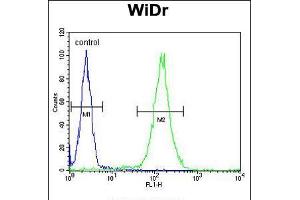 Flow cytometric analysis of WiDr cells (right histogram) compared to a negative control cell (left histogram). (FBXO34 Antikörper  (C-Term))