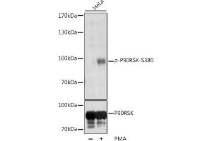 Western blot analysis of extracts of various cell lines, using Phospho-p90Rsk/RSK1/RPS6K-S380 antibody (ABIN6135275, ABIN6136172, ABIN6136173 and ABIN6225586) at 1:1000 dilution or RPS6K antibody (5718). (RPS6KA1 Antikörper  (pSer380))
